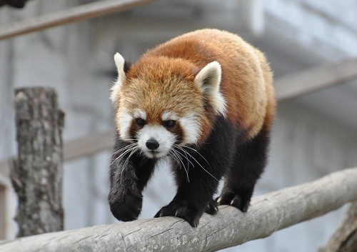 懐かしい写真シリーズ・・・４月２２日　円山動物園　リリィを送る会