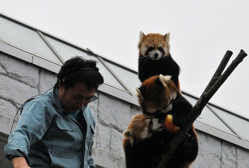 懐かしい写真シリーズ・・・４月２２日　円山動物園　リリィを送る会２