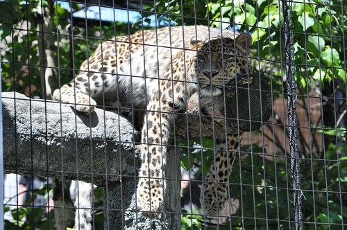 ７月１５日　旭山動物園　もうじゅう館　ネコ科猛獣達