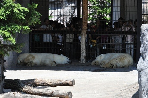 ７月１５日　旭山動物園　ホッキョクグマ　ルルとピリカ