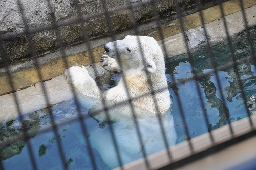 ７月１５日　旭山動物園　ホッキョクグマ　サツキ