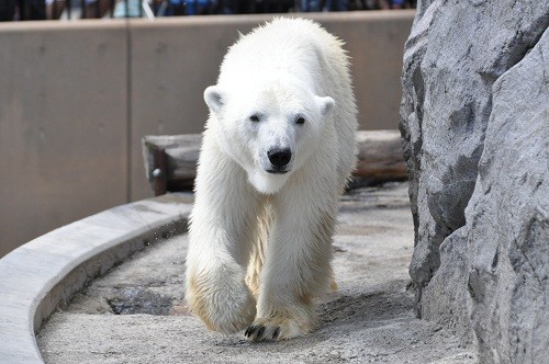 ７月１５日　旭山動物園　ホッキョクグマ　ルルとピリカ２