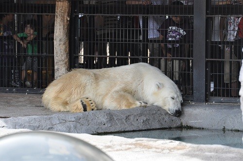 ７月２９日　旭山動物園　ホッキョクグマ　ルルとピリカ