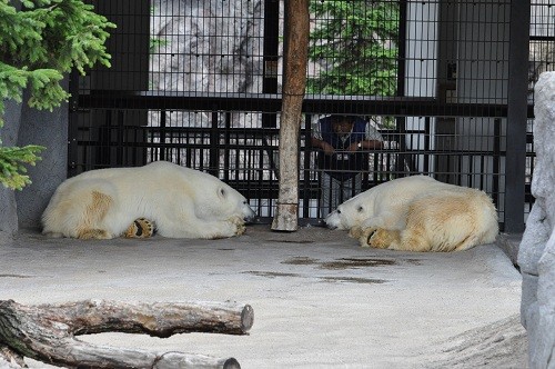 ８月２日　旭山動物園　ホッキョクグマ　ルルとピリカ