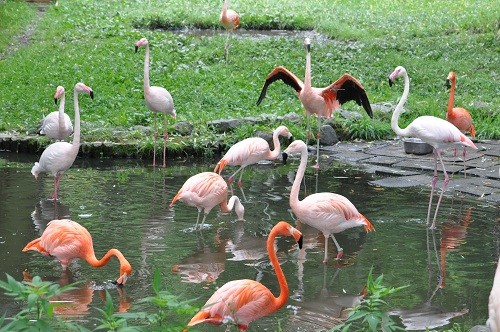 ８月２日　旭山動物園　フラミンゴ