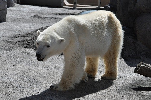 ８月２５日　旭山動物園　ホッキョクグマ　ルルとピリカ