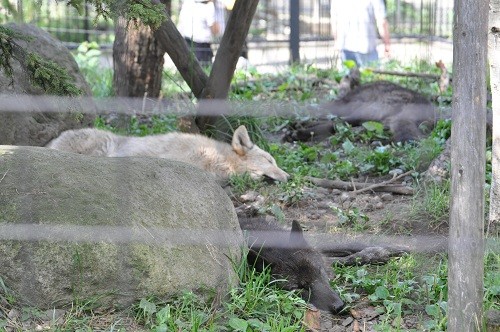 ８月２５日　旭山動物園　シンリンオオカミ