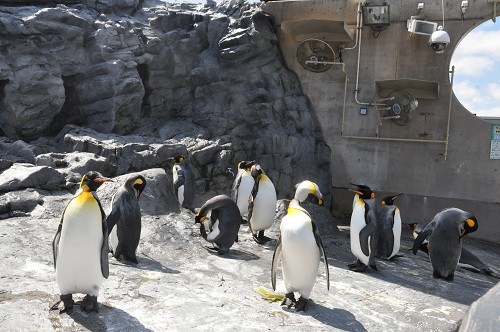 ８月２５日　旭山動物園　ペンギン