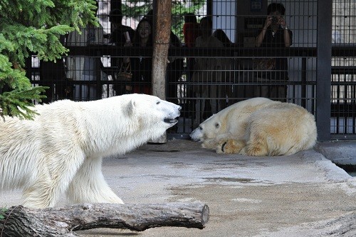 ９月４日　旭山動物園　朝のホッキョクグマ達