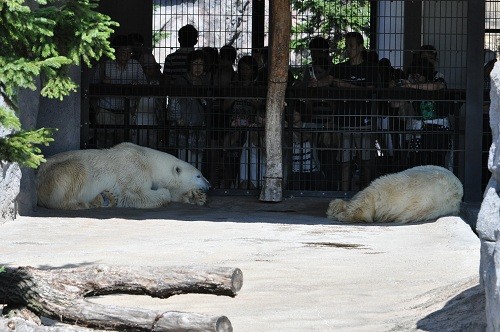 ９月４日　旭山動物園　ホッキョクグマ　ルルとピリカ