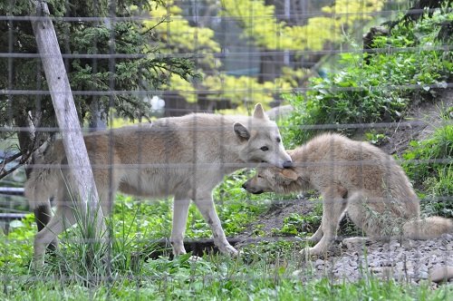 ９月４日　旭山動物園　シンリンオオカミ