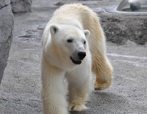 ９月４日　旭山動物園　ホッキョクグマ　ルルとピリカ２