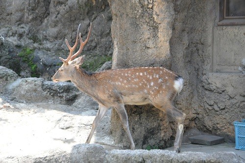 ９月１３日　東京観光２日目　上野動物園　エゾシカ　Ｑ