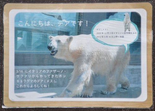 ９月１３日　東京観光２日目　上野動物園　ホッキョクグマ　デア