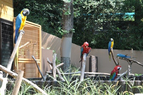 ９月１４日　東京観光３日目　多摩動物公園　コンゴウインコ