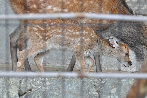 ９月１４日　東京観光３日目　多摩動物公園　ヤクシカ