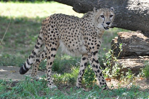 ９月１４日　東京観光３日目　多摩動物公園　チーター１