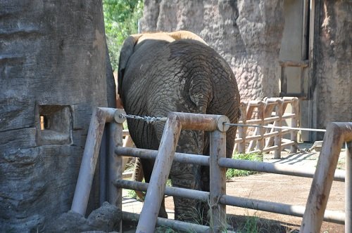 ９月１４日　東京観光３日目　多摩動物公園　アフリカゾウ