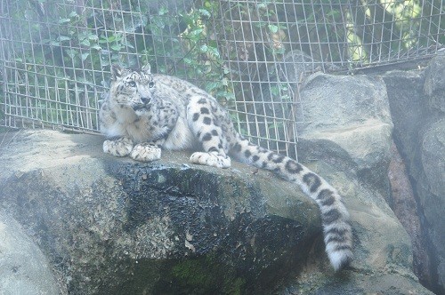 ９月１４日　東京観光３日目　多摩動物公園　ユキヒョウ