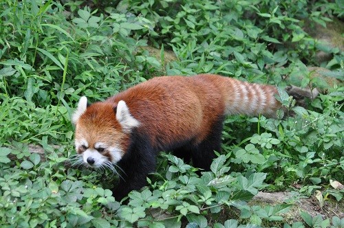 ９月１４日　東京観光３日目　多摩動物公園　レッサーパンダ