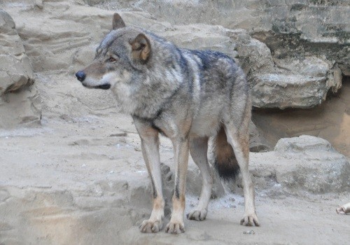 ９月１４日　東京観光３日目　多摩動物公園　ヨーロッパオオカミ