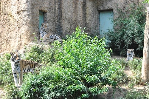 ９月１４日　東京観光３日目　多摩動物公園　アムールトラ