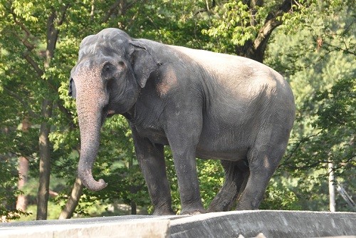 ９月１４日　東京観光３日目　多摩動物公園　アジアゾウ