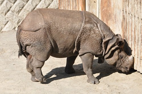 ９月１４日　東京観光３日　多摩動物公園　インドサイ