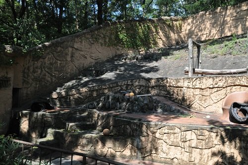 ９月１４日　東京観光３日目　多摩動物公園　エゾヒグマ