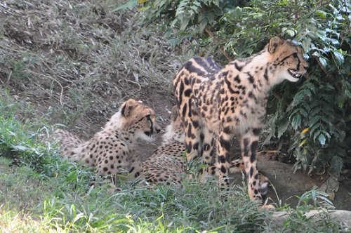 ９月１４日　東京観光３日目　多摩動物公園　チーター２