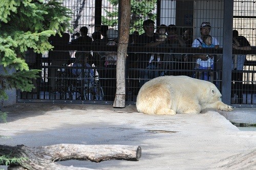 ９月２３日　旭山動物園　ホッキョクグマ　ルルとピリカ