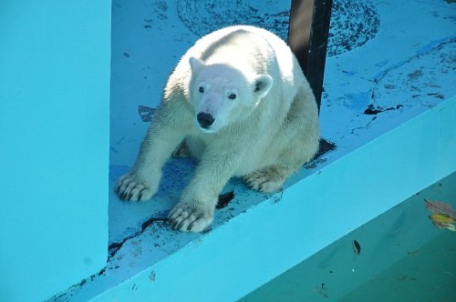 １０月１８日　おびひろ動物園　ホッキョクグマ１