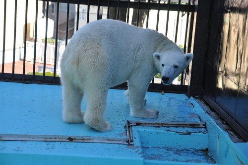 １０月１８日　おびひろ動物園　ホッキョクグマ２