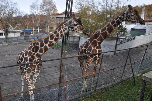 １０月３０日　旭山動物園　ちょっとだけ・・・