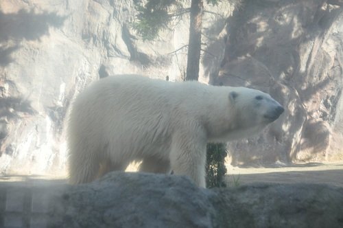 １０月３０日　旭山動物園　ホッキョクグマ