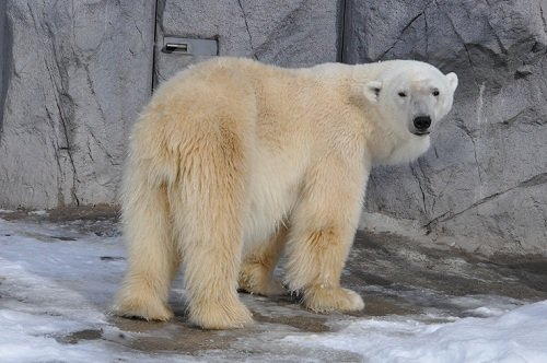 １１月２５日　旭山動物園　ホッキョクグマたち