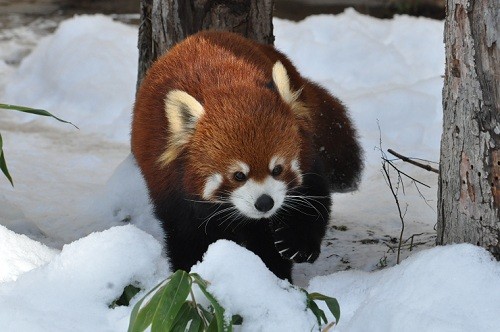 １１月２５日　旭山動物園　レッサーパンダのニャンニャン