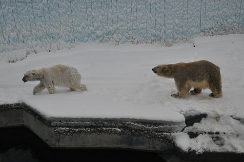 １２月９日　釧路市動物園　ホッキョクグマのお誕生日会４