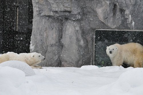 １２月２３日　旭山動物園　ホッキョクグマ