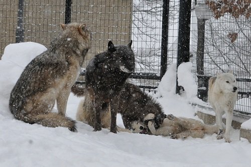 １２月２３日　旭山動物園　シンリンオオカミ