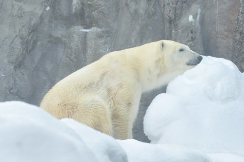 １月１３日　旭山動物園　ホッキョクグマ　ピリカ１