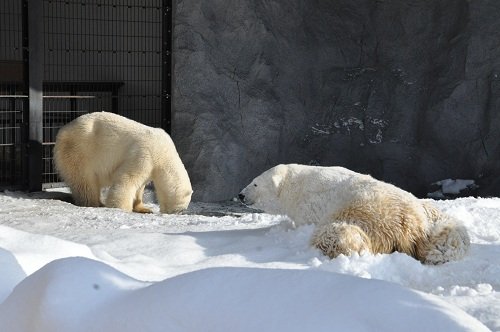 １月１３日　旭山動物園　ホッキョクグマ　サツキとルル