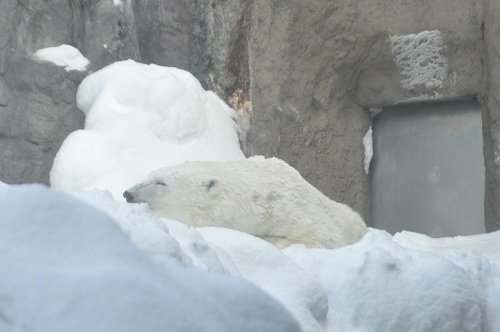 １月１３日　旭山動物園　ホッキョクグマ　ピリカ２