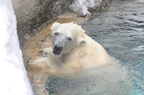 １月１３日　旭山動物園　ホッキョクグマ　ピリカ３