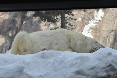 １月２４日　旭山動物園　ホッキョクグマ　朝のメスたち