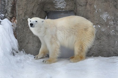 １月１３日　旭山動物園　ホッキョクグマ　ピリカ４