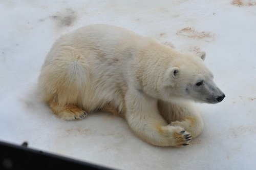 １月２４日　旭山動物園　ホッキョクグマ　ピリカ