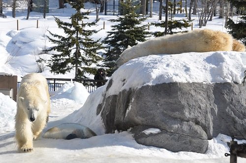 ２月１７日　旭山動物園　ホッキョクグマ　ルルとピリカ１