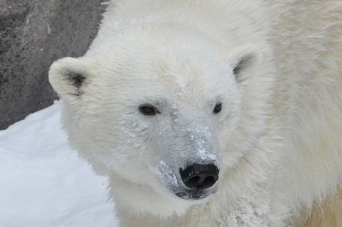 ２月１７日　旭山動物園　ホッキョクグマ　サツキ