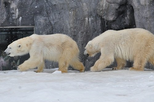 ２月１７日　旭山動物園　ホッキョクグマ　ルルとピリカ２